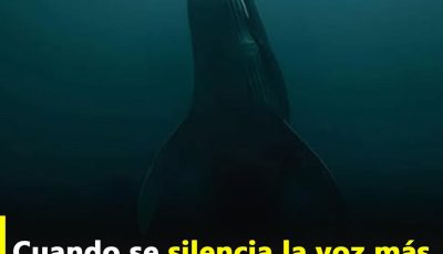 El inquietante silencio de las ballenas azules: algo grave está pasando en los océanos. Los científicos no pueden creer lo que detectaron… y la explicación podría cambiarlo todo. Te contamos por qué este silencio activó todas las alarmas 👇
