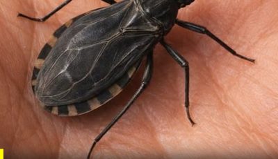 🚨CUIDADO: Si vez este insecto en tu casa, debes tener mucha precaución ya que podría.